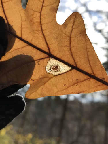 Phyllonorycter basistrigella photo 2