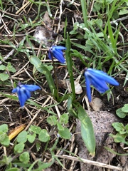 Scilla siberica