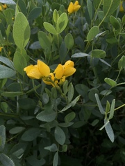 Baptisia sphaerocarpa