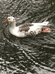 Anser anser domesticus