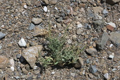 Reseda aucheri