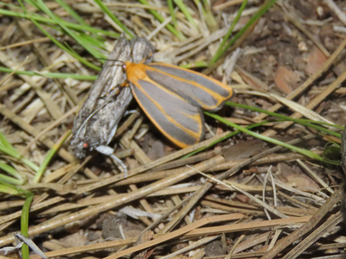Cadaver Lichen Moth photo 3