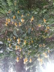 Pachystachys lutea