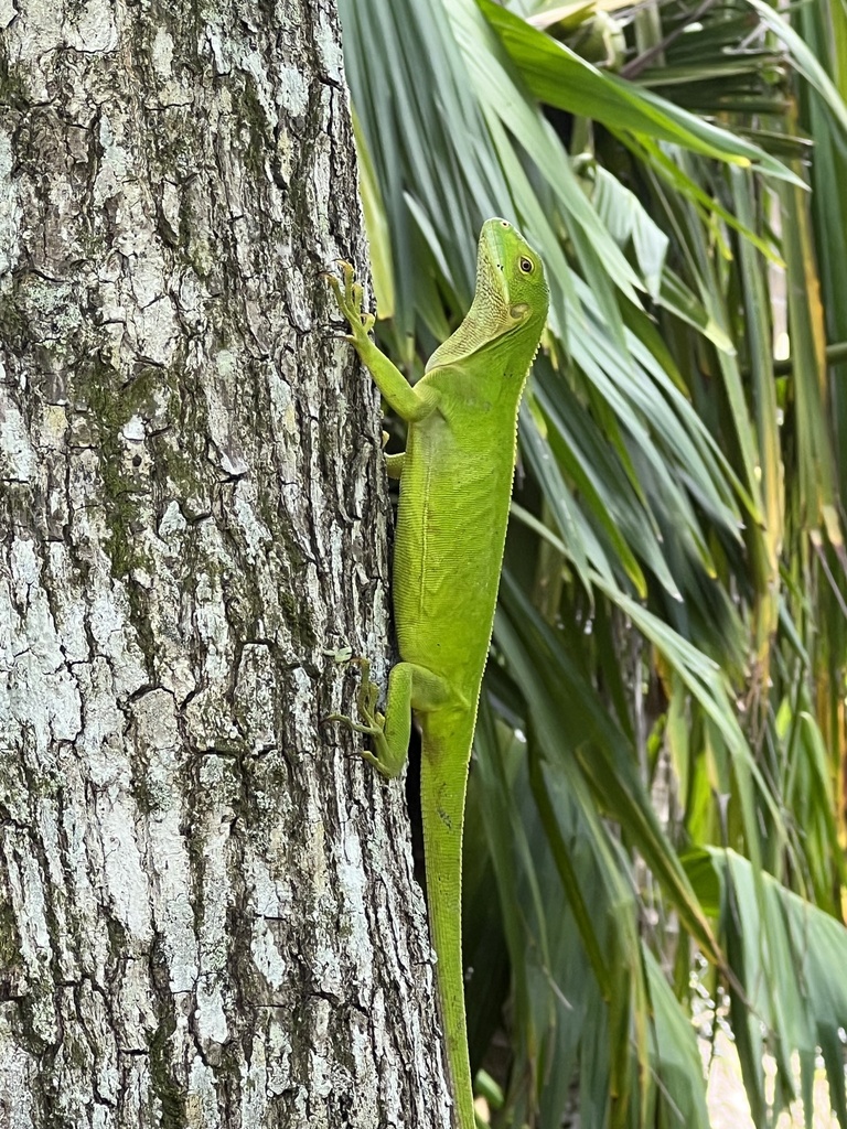 Central Fijian Banded Iguana