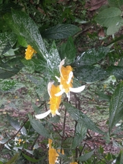 Pachystachys lutea