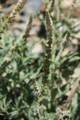 Reseda aucheri
