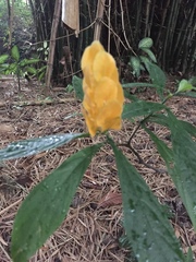Pachystachys lutea