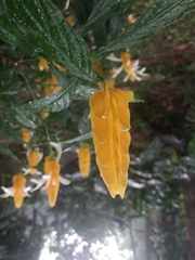 Pachystachys lutea
