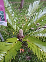 Zamia encephalartoides