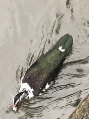 Cairina moschata domestica