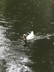 Anas platyrhynchos domesticus