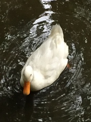 Anas platyrhynchos domesticus