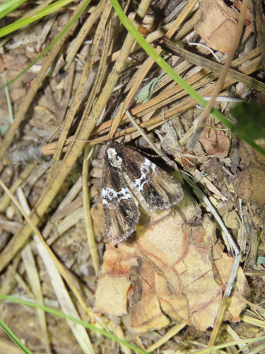 Half-banded Bryolymnia photo 4