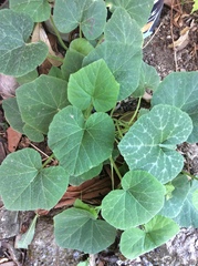 Cucurbita maxima