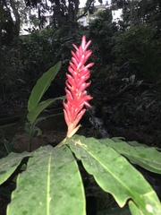 Alpinia purpurata