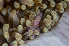 Ancylomenes sarasvati