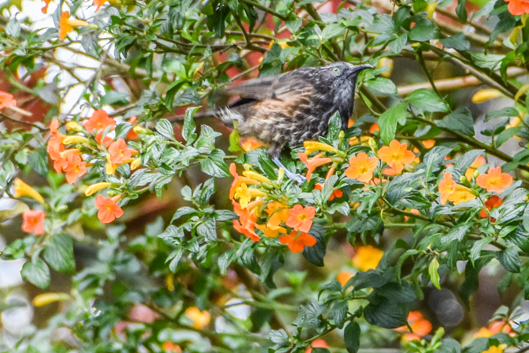 Grey-streaked Honeyeater (Ptiloprora perstriata), photo 7