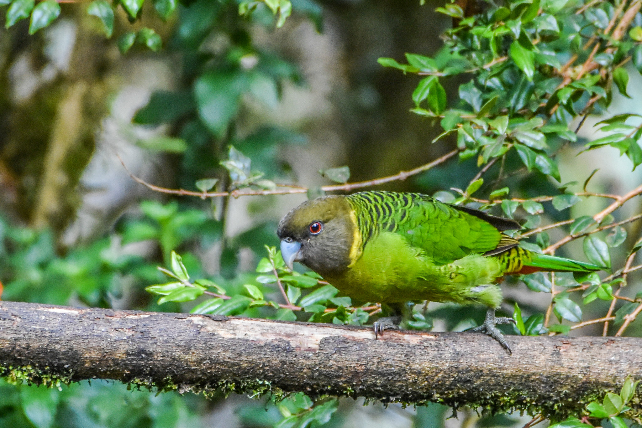 Brehm's Tiger Parrot (Psittacella brehmii), photo 9