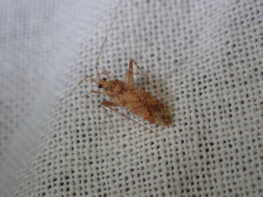 Phytocoris navajo