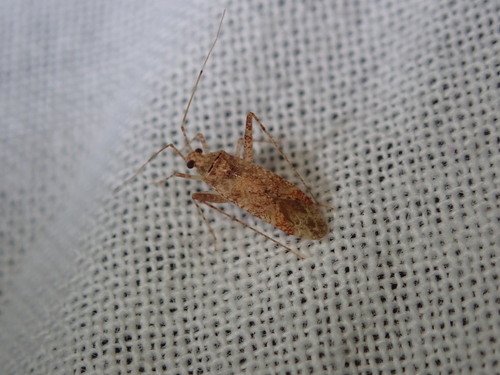 Phytocoris navajo