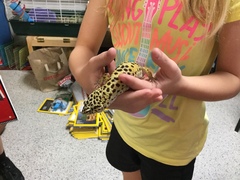 Eublepharis macularius