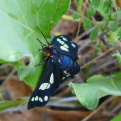 Gnophaela latipennis