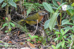 Rufous-Naped Whistler photo 1