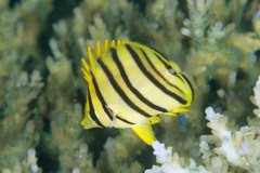 Chaetodon octofasciatus