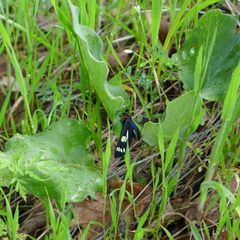 Gnophaela latipennis