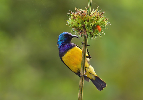 Variable Sunbird