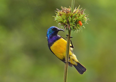 Variable Sunbird photo 3