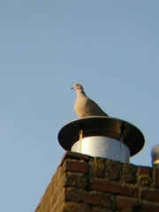 Streptopelia decaocto