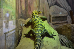 Varanus cumingi