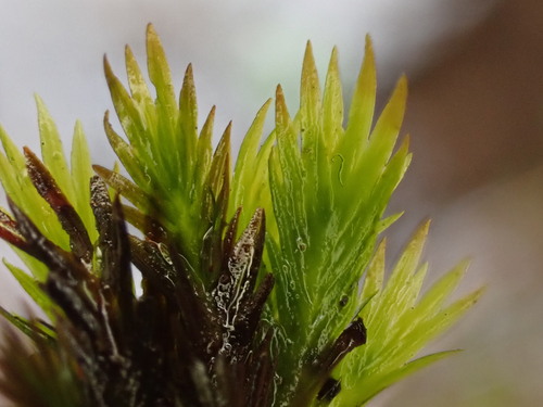 Image of Fissidens grandifrons by (c) Chris Fluit, some rights reserved (CC BY)