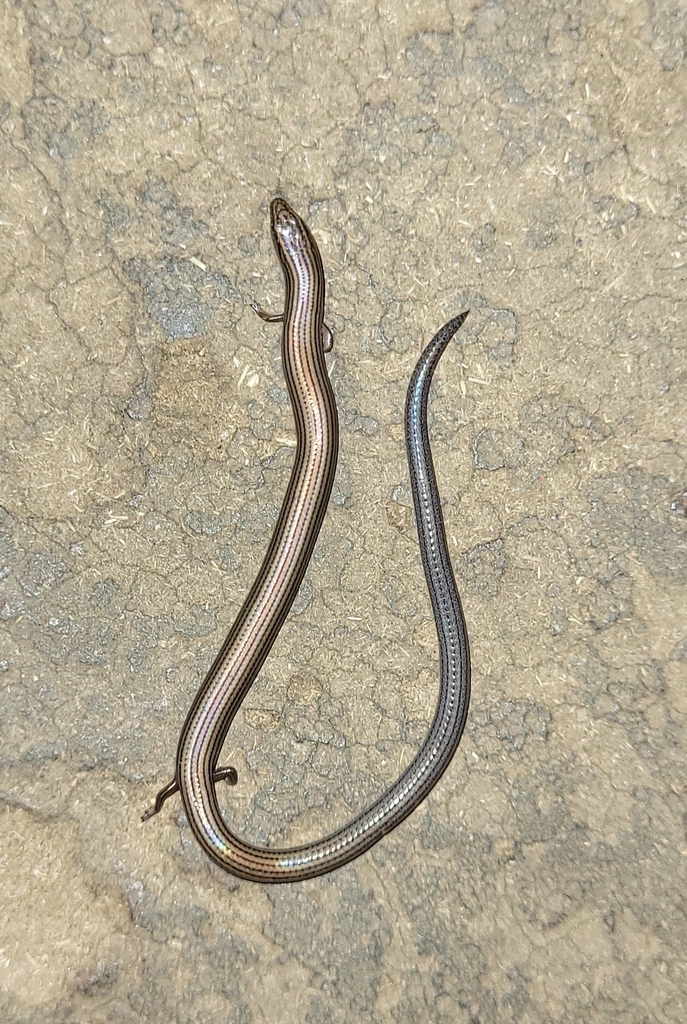 Lined Supple Skink from Audala, Karnataka 581336, India on November 22 ...