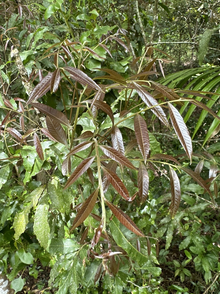 Beetroot tree from Main Arm, NSW, AU on November 23, 2023 at 01:53 PM ...