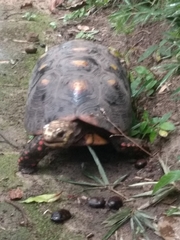 Chelonoidis carbonarius