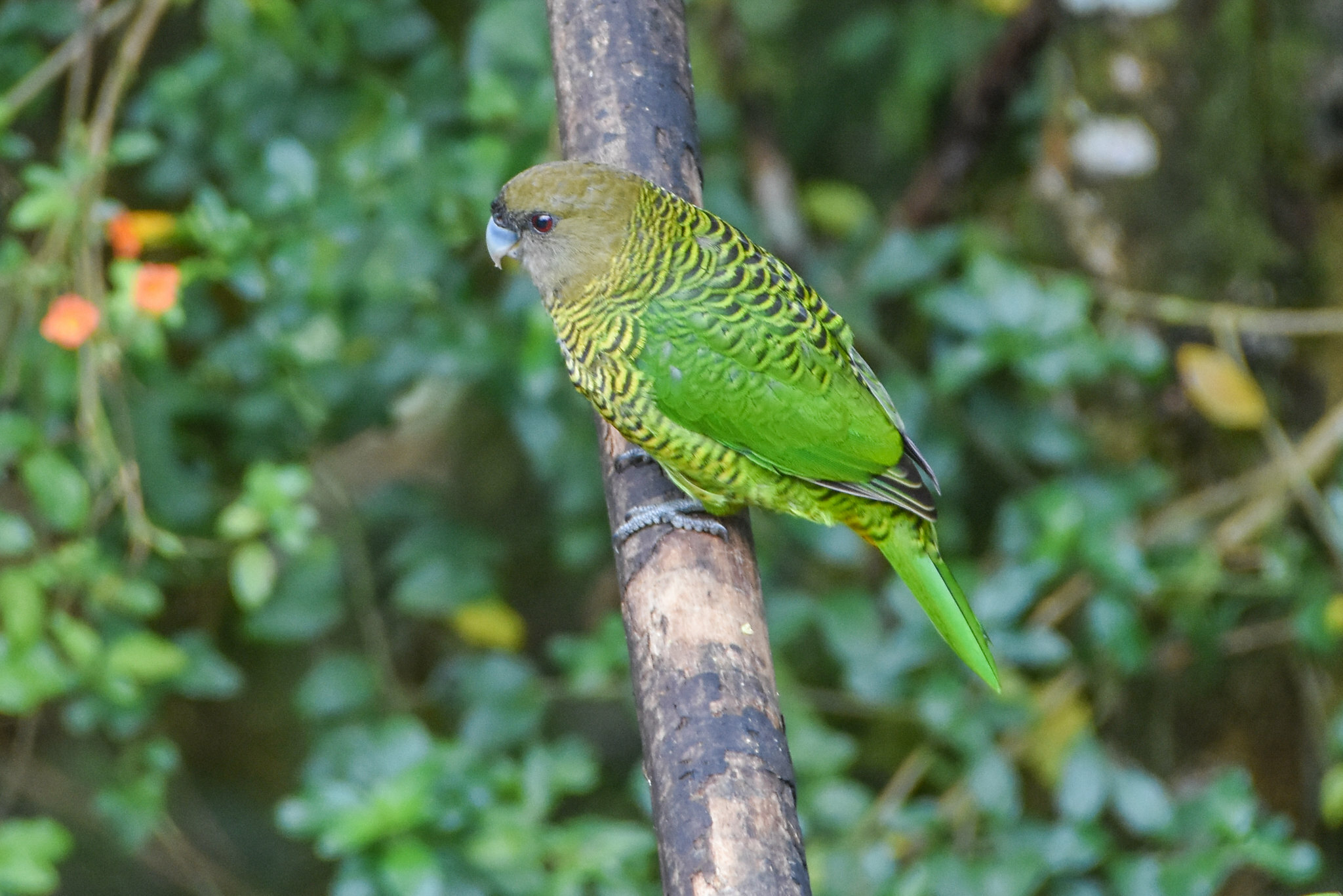 Brehm's Tiger Parrot (Psittacella brehmii), photo 6