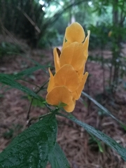Pachystachys lutea