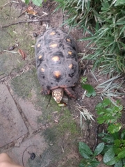 Chelonoidis carbonarius