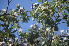 Cordia boissieri