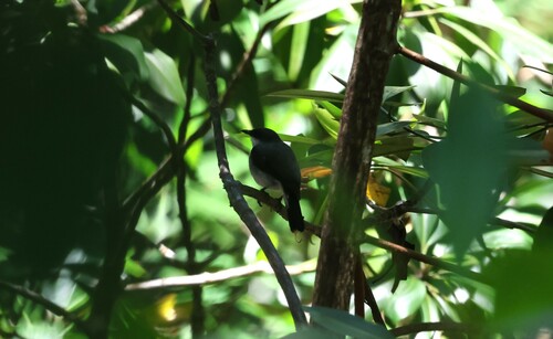 Mangrove Robin (Melanodryas pulverulenta), photo 9