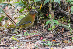 Rufous-Naped Whistler photo 4