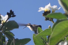 Cordia boissieri