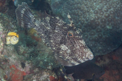 Pseudomonacanthus macrurus