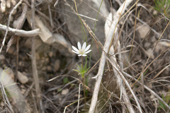 Anemone okennonii