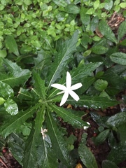 Hippobroma longiflora