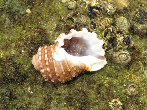 Cabestana africana (A.Adams, 1855)