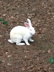 Oryctolagus cuniculus domesticus