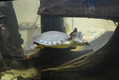 Carettochelys insculpta